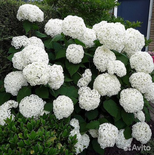Гортензия древовидная анабель