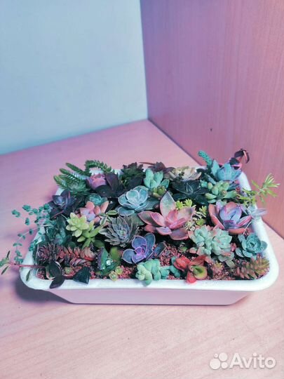 Суккуленты 1000 видов. Каллизия все виды