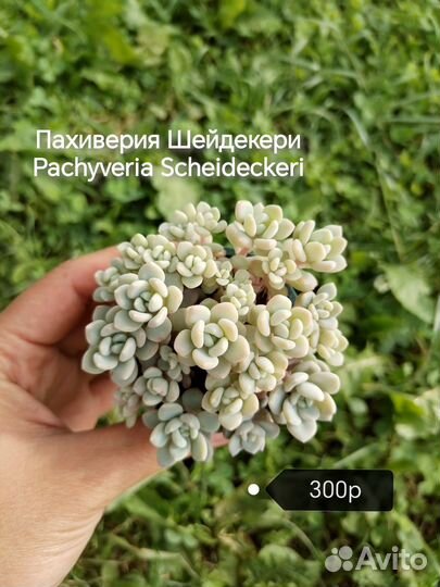 Суккуленты Садики