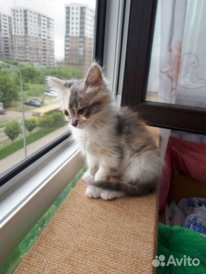 Кошка в дар бесплатно