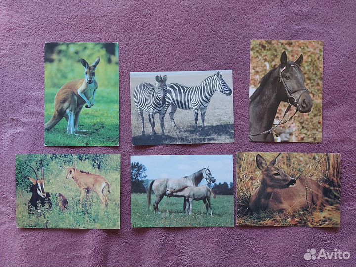Открытки с животными
