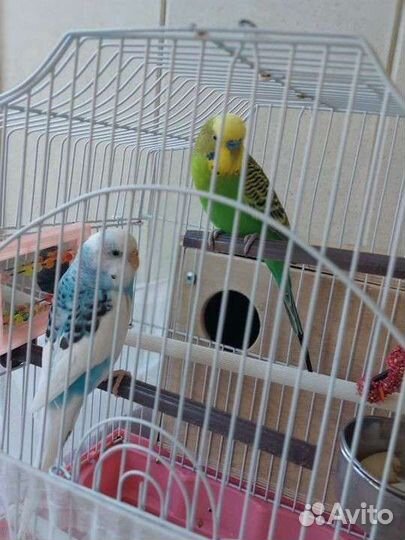 Попугайчики красивые и шустрые