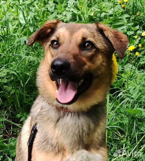 Собаки бесплатно в добрые руки щенки