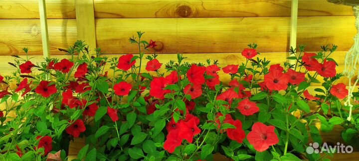 Петуния Тайдал вейв