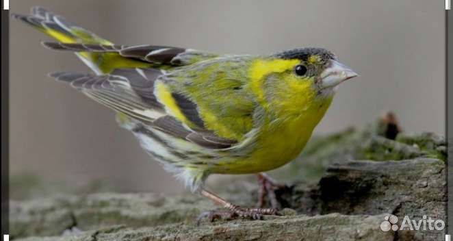 Певчие птицы