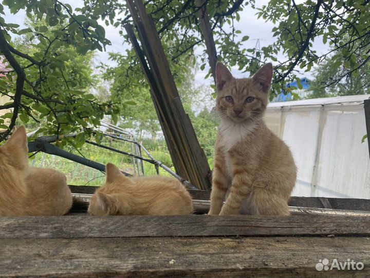 Европейская кошка