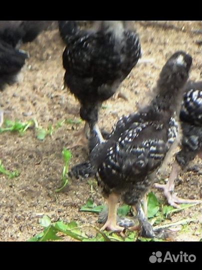 Яйцо амераукана на инкубацию