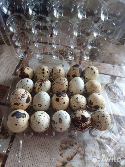 Яйца перепелиные