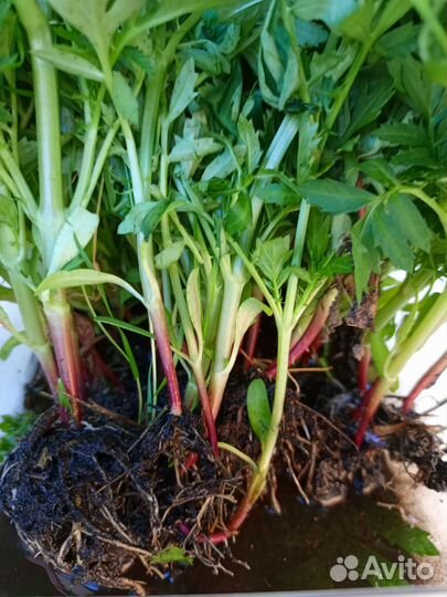 Рассада бархатцев