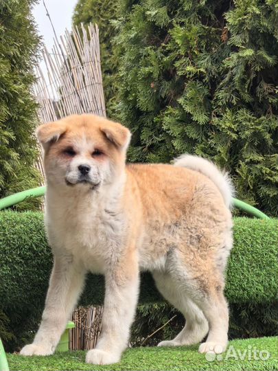 Акита девочка