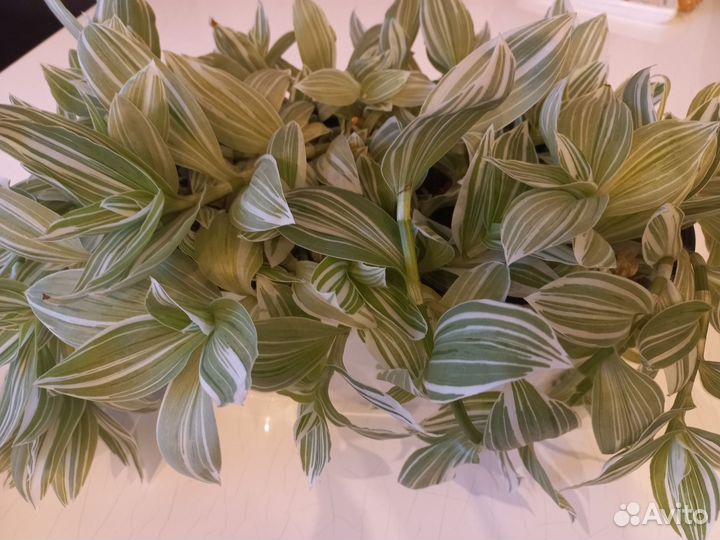 Традесканция белая