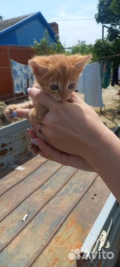 Отдам в хорошие руки