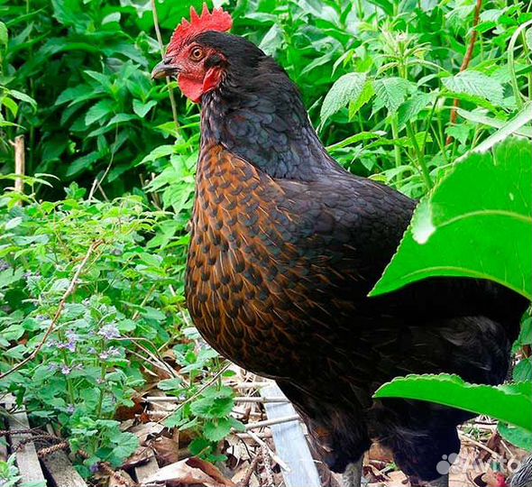 Инкубационное яйцо Super Harсo (Супер Харко) Венгр