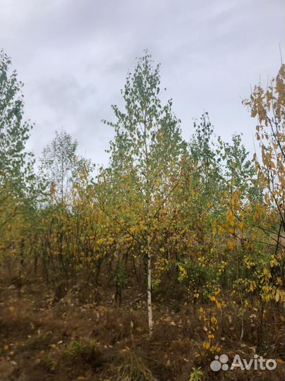 Береза оптом