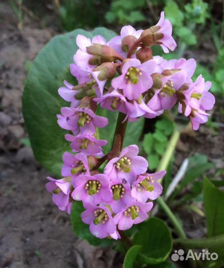 Растения садовые