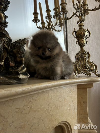 Померанский шпиц
