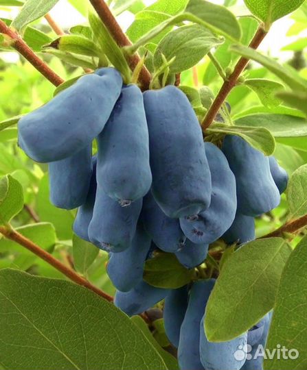 Продам свежезамороженную жимолость бакчарский вел