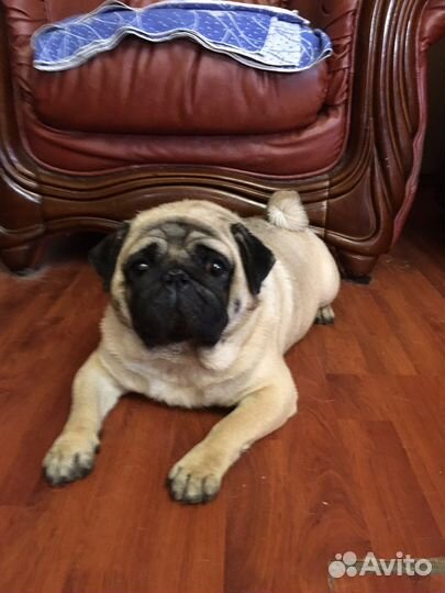 Вязка мопс РКФ