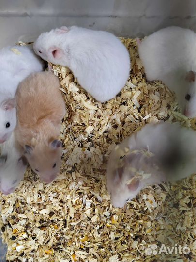 Сирийский хомяк