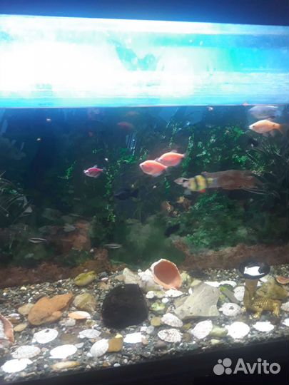 Аквариум