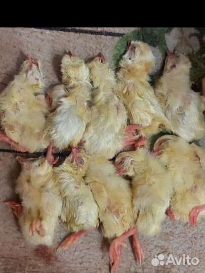 Цыплята суточные на корм