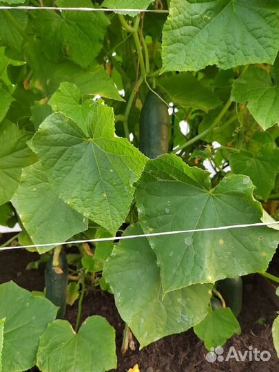 Огурцы домашние