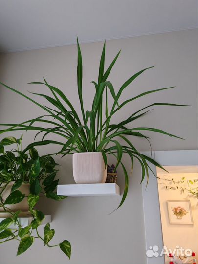 Хлорофитум