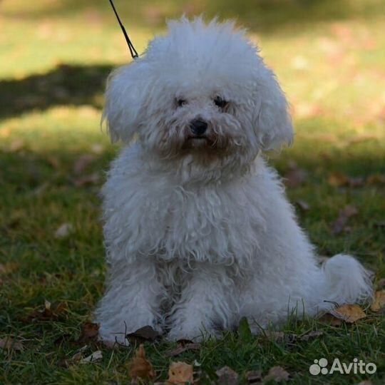 Передержка с дрессировкой