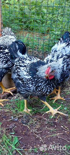 Петух породы виандот серебристый