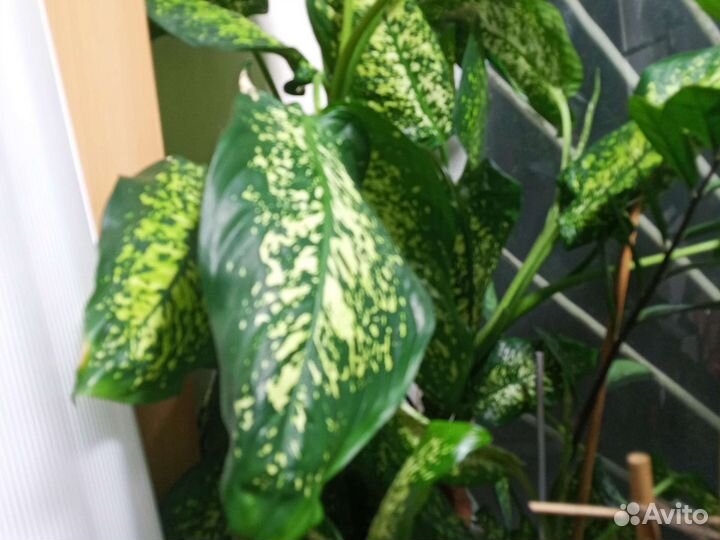 Диффенбахия