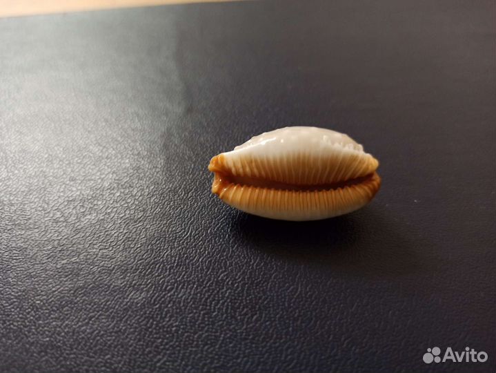 Морская раковина