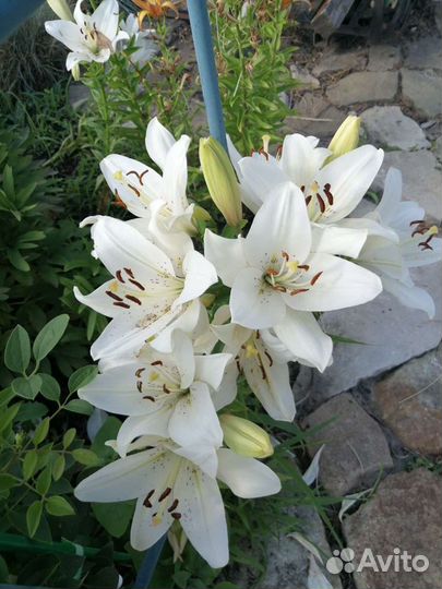 Лилии, лилейник и другие многолетники