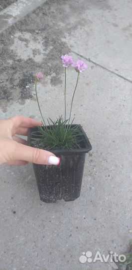 Армерия приморская