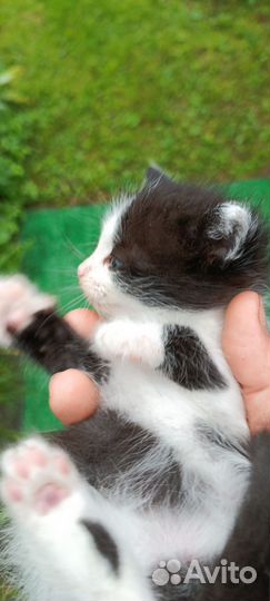 Кошка в дар