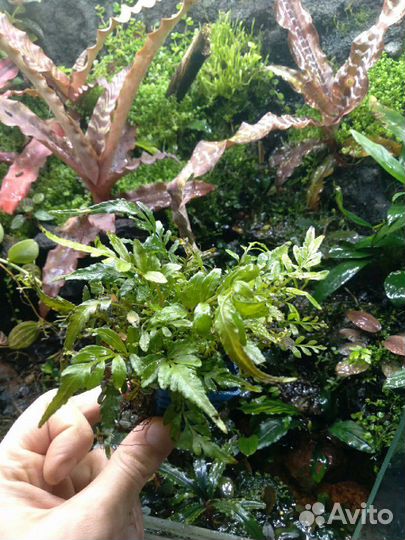 Растения для аквариума, флорариума, террариума