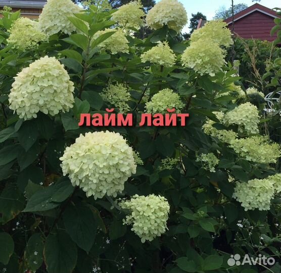 Гортензия саженцы