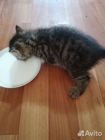Котята полуперсы