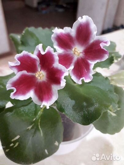 Сортовые фиалки