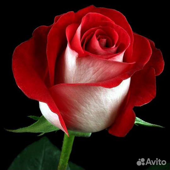 Роза Латин Леди саженцы