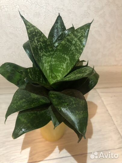 Сансевиерия