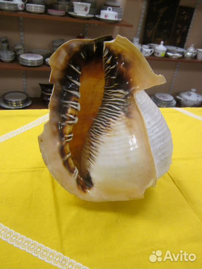 Большая ракушка раковина 30*20
