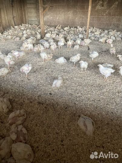 Бройлер живым весом