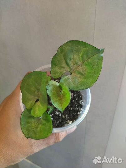 Сингониумы