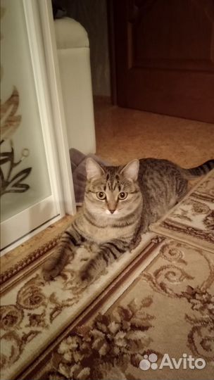 Кошка бесплатно