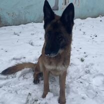 Немецкая овчарка, взрослая собака