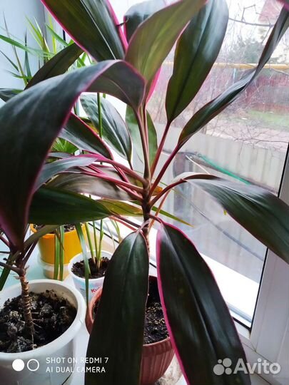 Комнатные растения