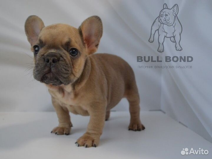 Французский бульдог щенок голубо-палевый