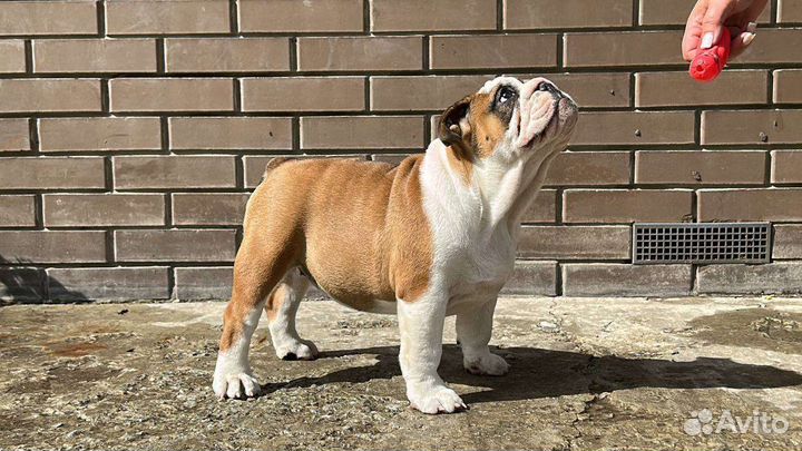 Девочка шоу класса. Соболь с голубым геном