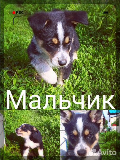 Щенки в хорошие руки