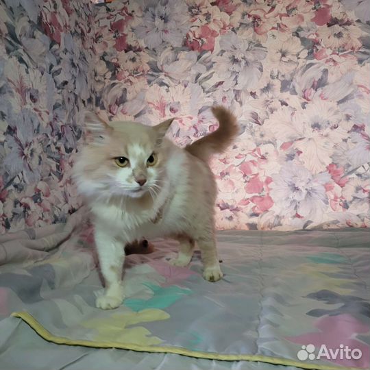 Рыжий кот - Сёма